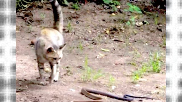 Cats protect homes from “snakes”. Why can’t we?